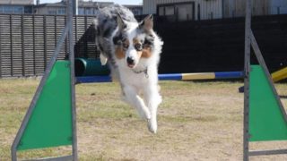 犬の学校あさか