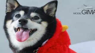 PHOTO STUDIO swallow