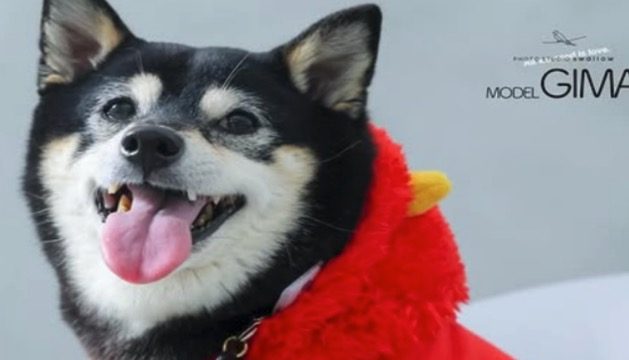 PHOTO STUDIO swallow