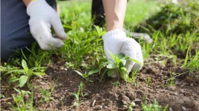 相模原の植木屋 陽庵華（ビアンカ）