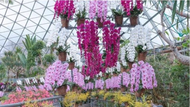 とっとり花回廊