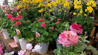 （株）SK花企画 軽井沢店