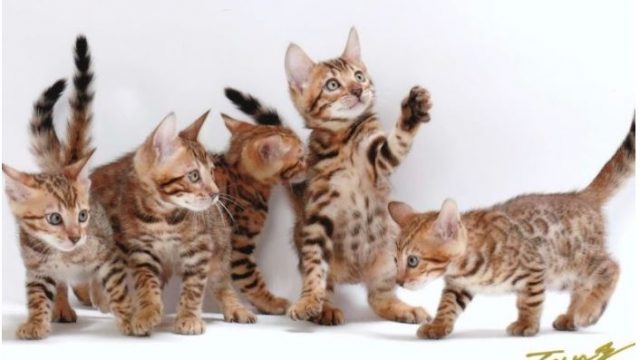 ROCKFIELD BENGAL