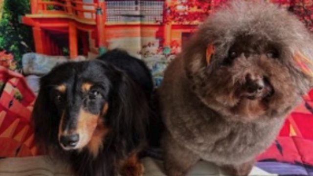 わんニャンシャンプー